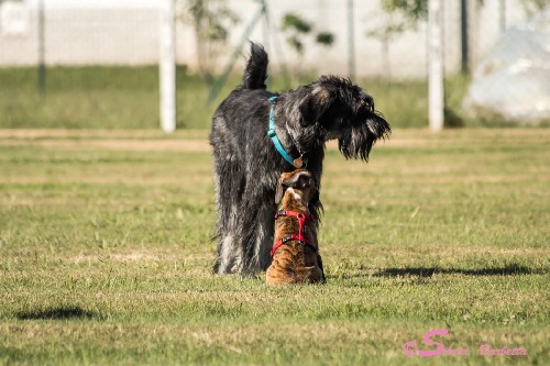 Il carattere del Boxer